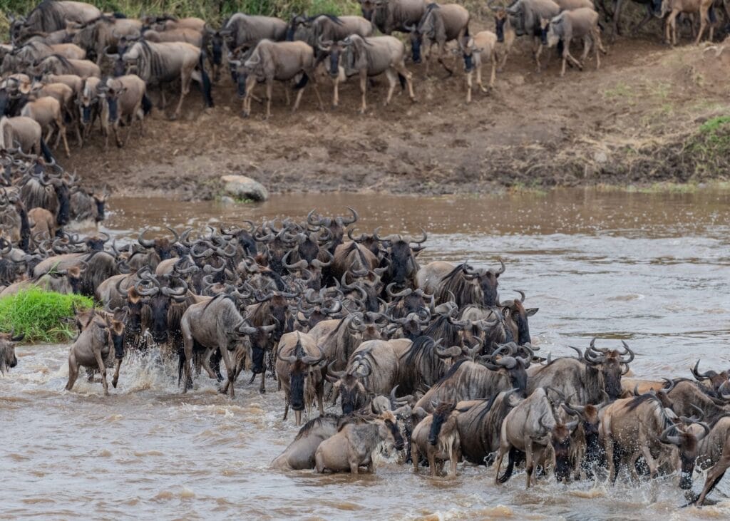 Thousands of wildebeest surge across the muddy Mara River during the great migration in the Serengeti Tanzania