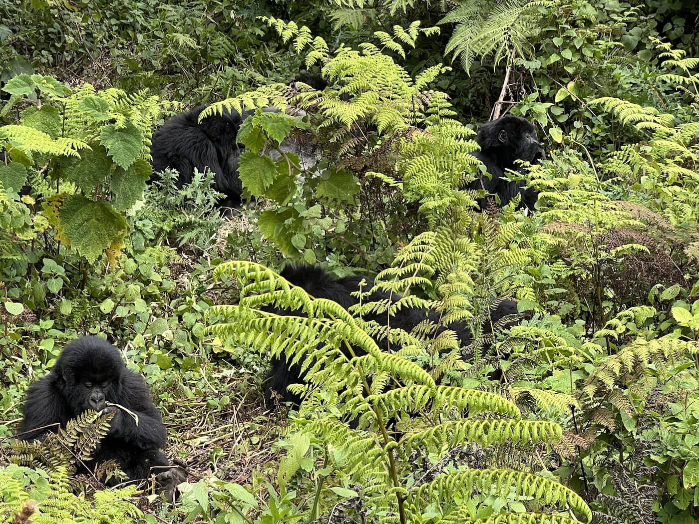 Gorilla Trekking in Rwanda: How It Really Works