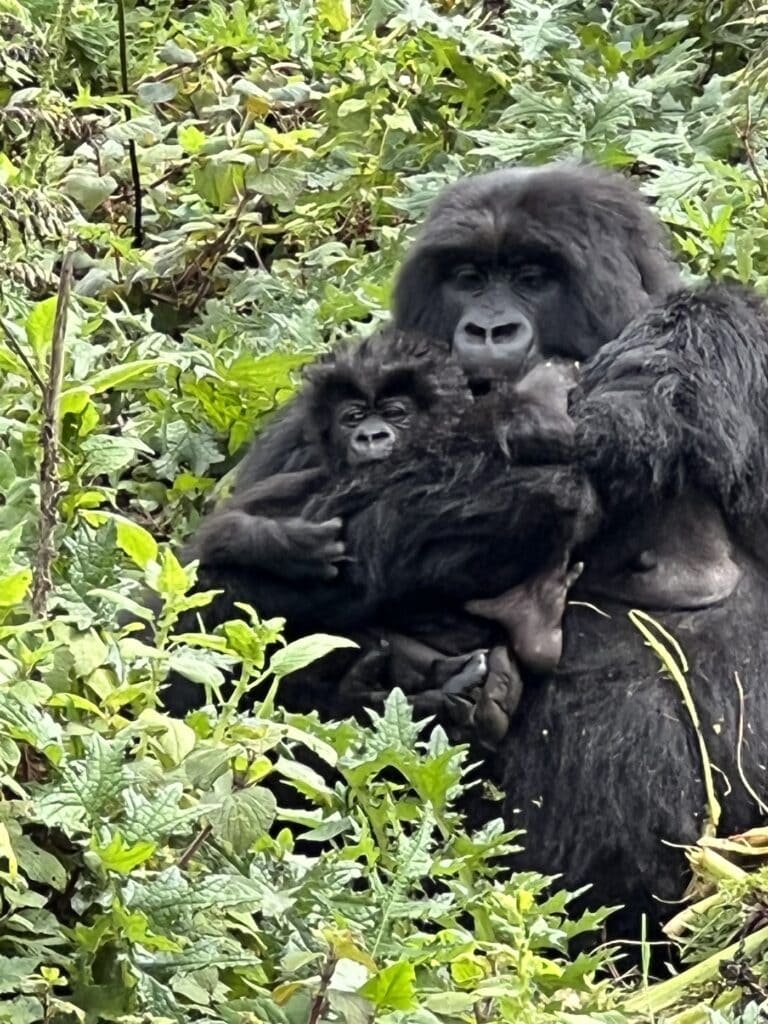 A mother mountain gorilla holds her infant close against her chest in the dense green vegetation of Volcanoes National Park, Rwanda.