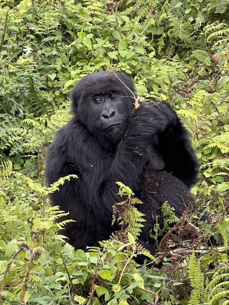 A mountain gorilla sits among green ferns and looks toward the camera in Volcanoes National Park, Rwanda.