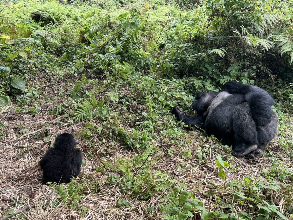 A silverback mountain gorilla rests curled up on the ground while a baby gorilla sits nearby in a cleared patch of dried grass, Volcanoes National Park, Rwanda.