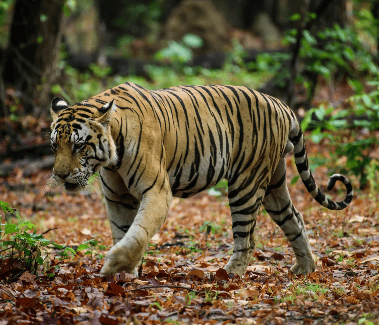 Bengal tiger walking through a forest in India, featured on a National Geographic Expeditions tiger safari.