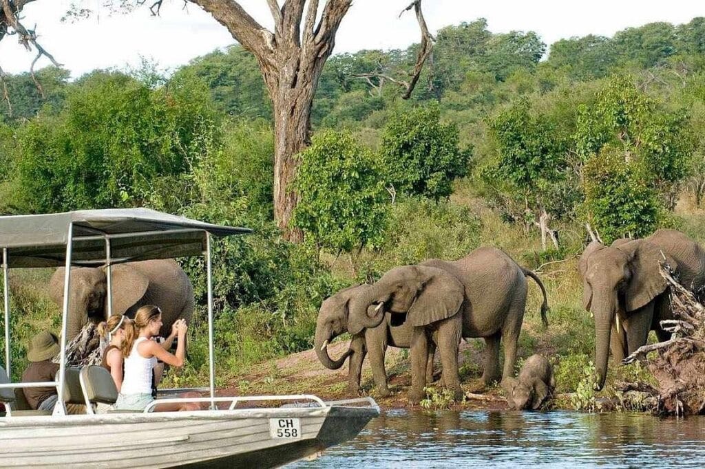 Safari boat cruise passing a herd of African elephants drinking along the riverbank