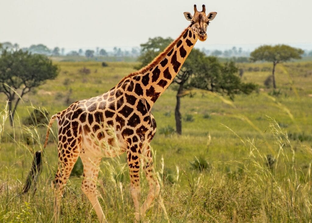 A giraffe standing in tall grass on the African savanna