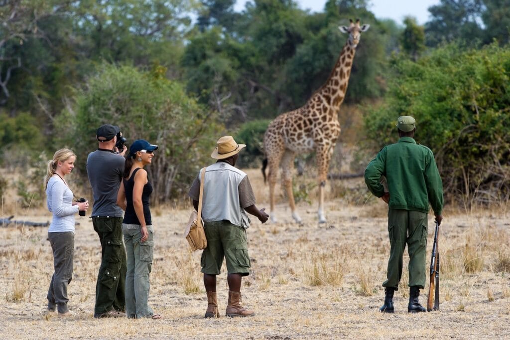 Safari guide pointing out a giraffe to guests during a walking safari