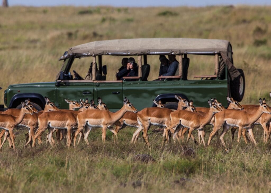 Safari vehicle driving past a herd of impalas in the African savanna