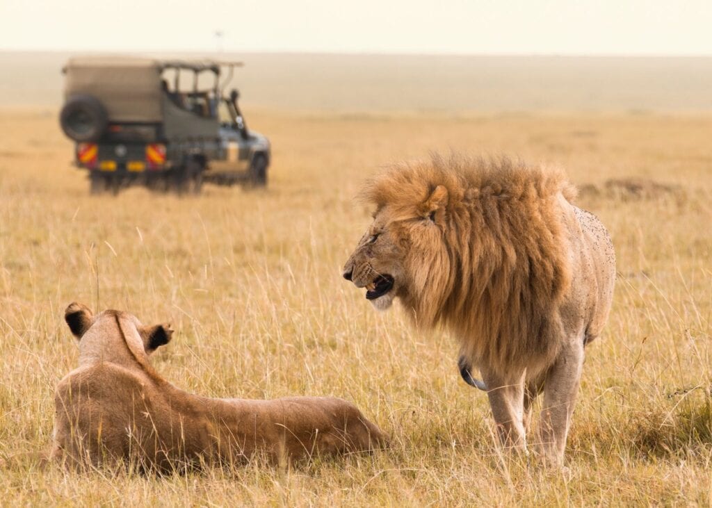 Male lion and lioness in the African savanna with a safari vehicle in the background