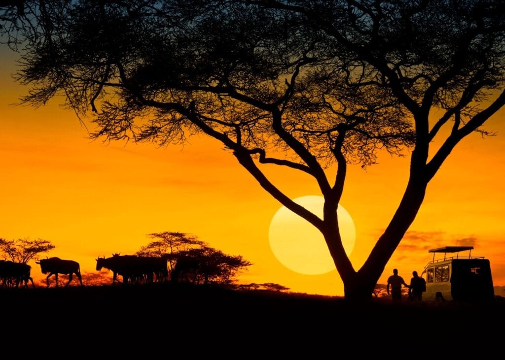 Silhouette of an acacia tree, wildebeest, and safari guests at sunset